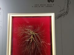 -北京中医药大学-中医药博物馆