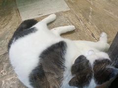 -猫咪博物馆(顶澳仔猫街店)