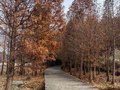 -溱湖国家湿地公园