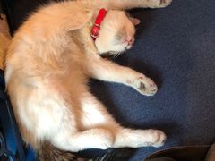 -Sirena海妖日咖夜酒