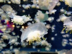 -中央电视塔旋转餐厅