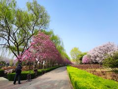 -洛阳市隋唐城遗址植物园