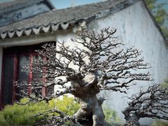 -留园