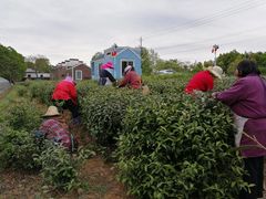 龙湖东院采茶忙！-龙湖东院农庄(乡间小路店)