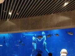 -海棠湾洲际-涛·海底餐厅·美人鱼·自助餐·海底隧道