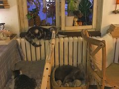 -海边的猫和咖啡馆