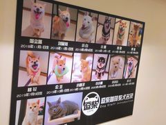 -逗柴咖啡屋·狗咖猫咖宠物桌游