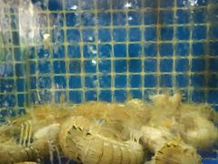 -威海渔村(黄兴路店)