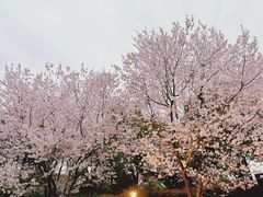 -顾村公园