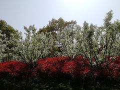 -昆山城市生态森林公园