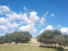 -塞罕坝国家级自然保护区