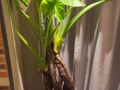 -羊门客在·烤盐池滩羊·川菜