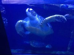 -烟台海昌鲸鲨海洋公园