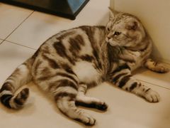 -平行世界·猫咖(首经贸店)