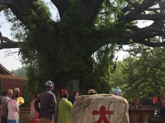 -大槐树寻根祭祖园