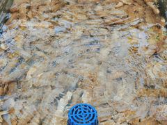 -大锅强·蒸海鲜青岛菜(吾悦广场店)