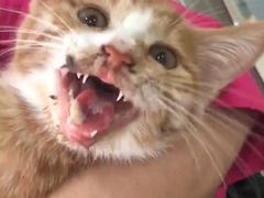-米苏动物医院·犬猫专科·骨科外科内窥镜