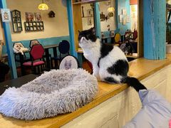 -猫小院猫主题咖啡厅(北锣店)