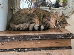 -共舞时光猫咖·狗咖(新街口店)