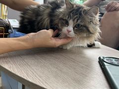 -博特宠物医院24h犬猫全科.骨科·异宠