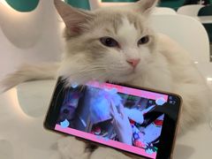 -飞行喵MR PILOT|猫舍·猫咖(静安大融城店)