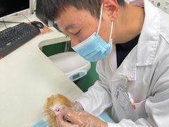 -利又安动物医院··老年病·猫科犬科·中兽医