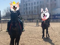 -大连凯洋马术俱乐部有限公司