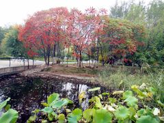 -长白岛森林公园