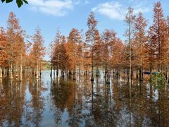 -白鹭湾湿地公园