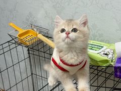 -欣宠猫屋·矮脚拿破仑·蓝金金渐层