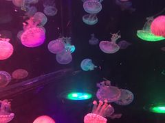 -梦幻海洋王国(吾悦广场张家港店)