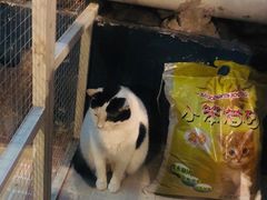 -猫咪博物馆(顶澳仔猫街店)