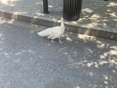 -J Create城市露营咖啡·简餐·宠物(上海动物园店)