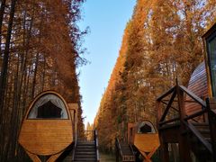 -黄海国家森林公园