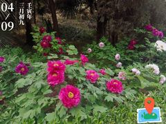 -西苑公园