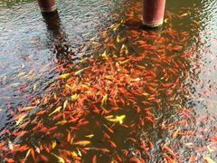 iphone_upload_pic-横山寺