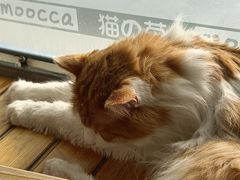 -猫的茶·猫咖