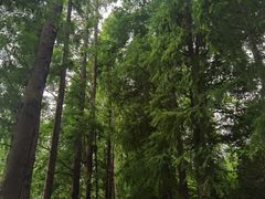 -上海滨江森林公园
