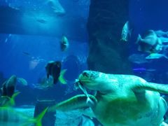 景点-北戴河圣蓝海洋公园