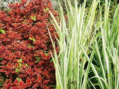 -三圣花乡旅游区