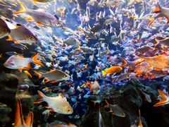 -成都浩海立方海洋公园