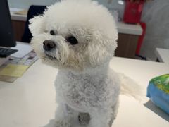 -北京派仕佳德动物医院·超导核磁·CT·神经科·骨科·内外科·急重症管理中心