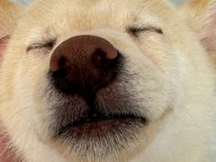 -柴犬小屋·柴餐厅·狗咖食堂(金鼎广场店)