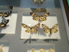 -上海昆虫博物馆