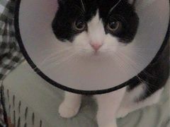 -瑞派福兴宠物医院犬猫全科·骨科·中西医结合(河东店)