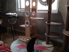 -东方名猫馆·英短金渐层布偶猫舍(环线广场1号楼店)