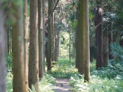 -东平国家森林公园