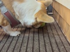 -爱妮康宠物医院·干细胞免疫细胞·肿瘤·心脏(张江店)