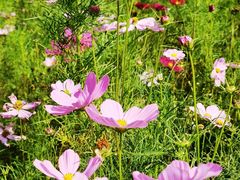 -三圣花乡旅游区