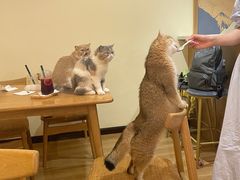 -滚猫咖啡·猫咖·猫友好撸猫(未来城店)